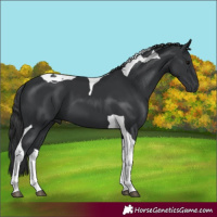 Horse Color:Black Tobiano