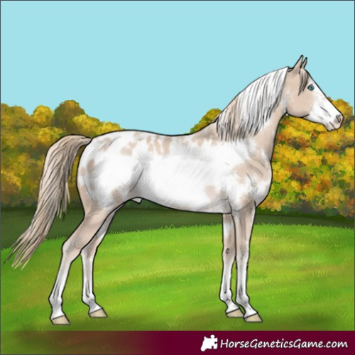 Horse Color:White Spotted Smoky Creme Frame Blanket
