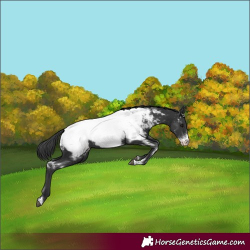 Horse Color:White Spotted Black Sabino Appaloosa Rabicano