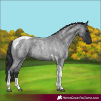 Horse Color:Blue Roan Tobiano