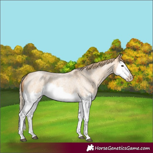 Horse Color:Red Dun Roan Splash Frame Rabicano