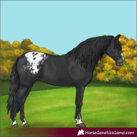 Horse Color:Black Blanket