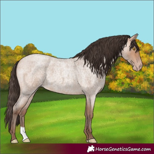 Horse Color:Amber Champagne Roan