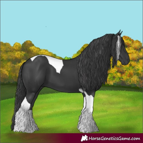 Horse Color:Black Tobiano