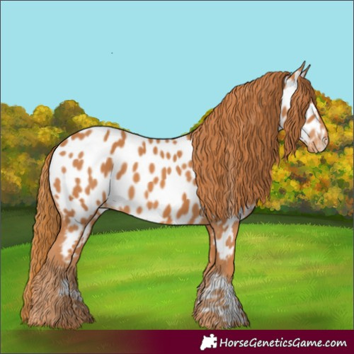 Horse Color:Chestnut Appaloosa