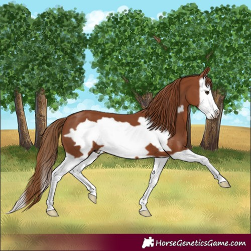 Horse Color:Chestnut Splash Frame