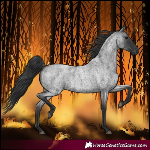Horse Color:Blue Roan 