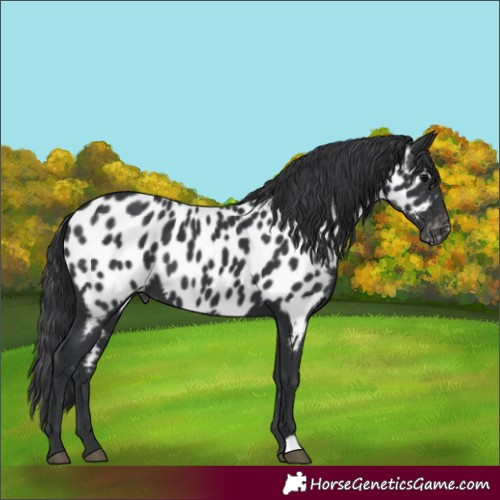 Horse Color:Black Near Leopard