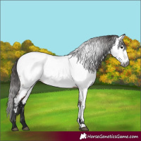 Horse Color:Gray Bay Near Fewspot