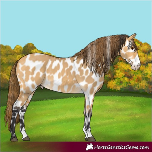 Horse Color:Buckskin Dun Near Leopard