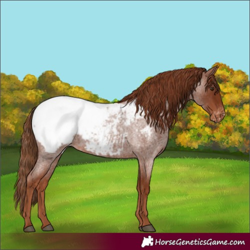 Horse Color:Red Roan Appaloosa