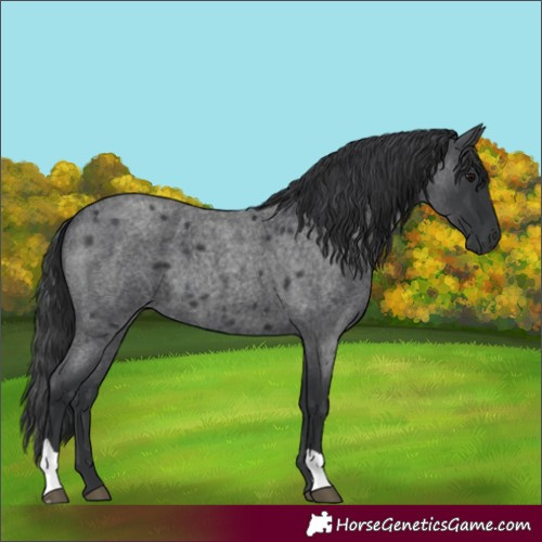 Horse Color:Blue Roan