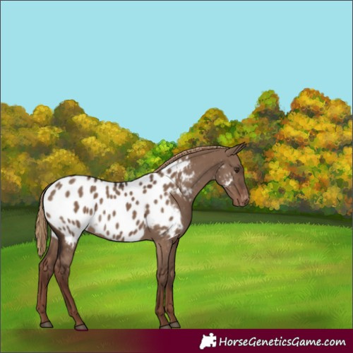 Horse Color:Liver Red Dun Appaloosa 