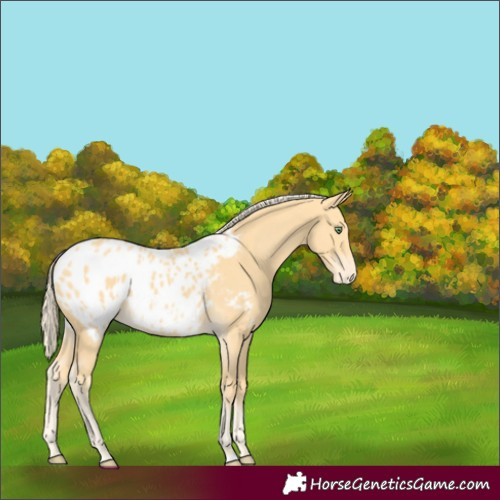Horse Color:Gold Cream Champagne Blanket