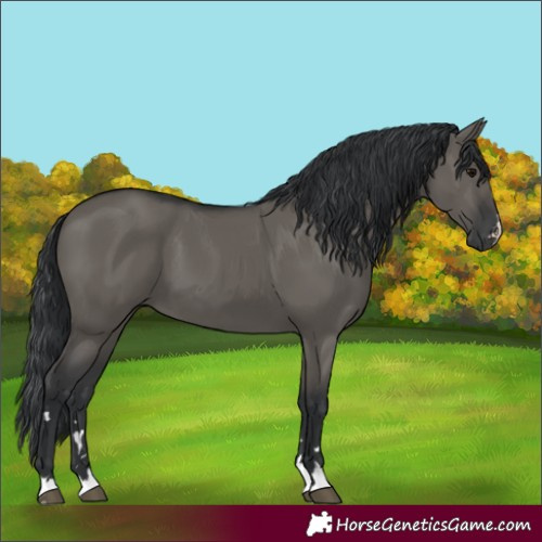 Horse Color:Grullo