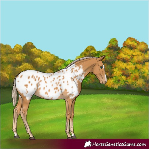 Horse Color:Palomino Splash Blanket