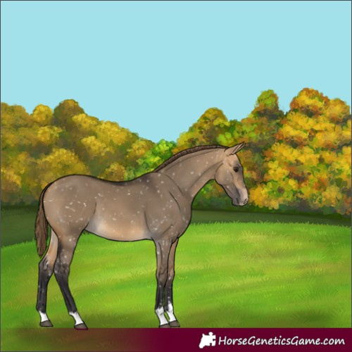 Horse Color:Buckskin Dun Snowflake Varnish