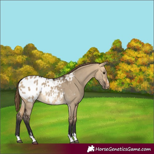 Horse Color:Buckskin Dun Blanket 
