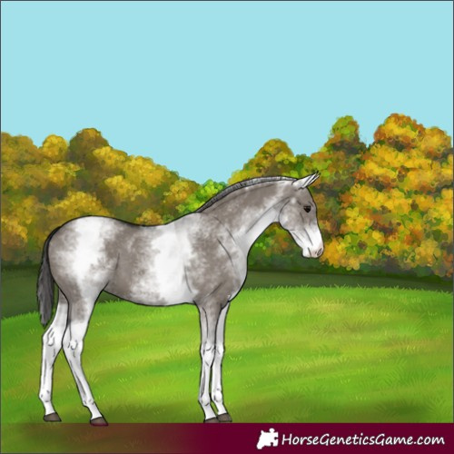 Horse Color:White Spotted Grullo Varnish 
