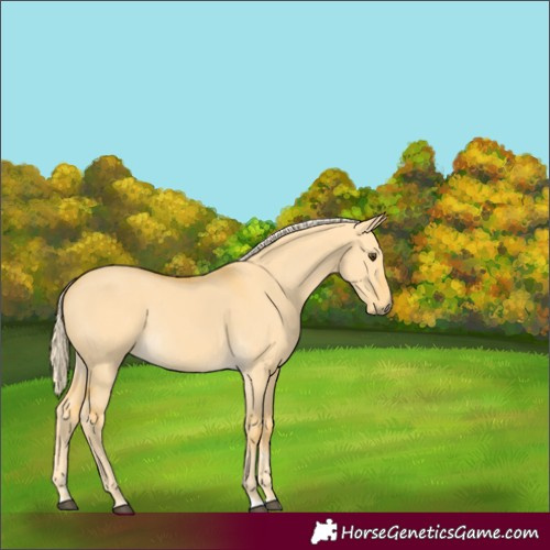 Horse Color:Palomino Dun Rabicano