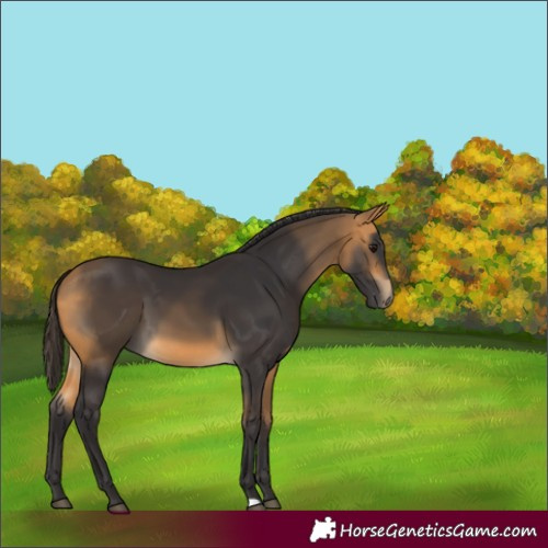 Horse Color:Buckskin