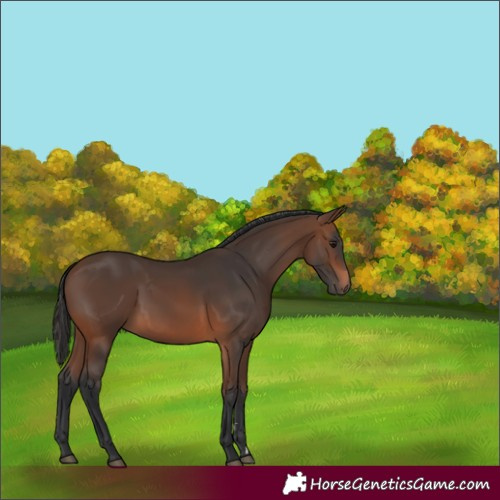 Horse Color:Brown 