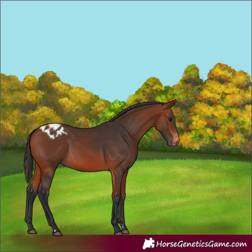 Horse Color:Bay Varnish Rabicano 