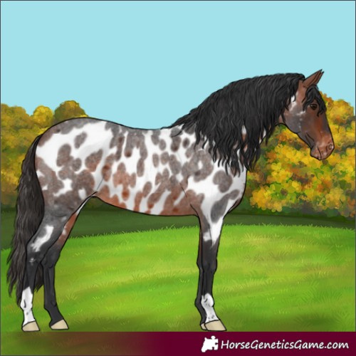 Horse Color:Bay Roan Near Leopard 