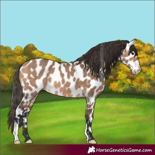 Horse Color:Bay Dun Leopard 