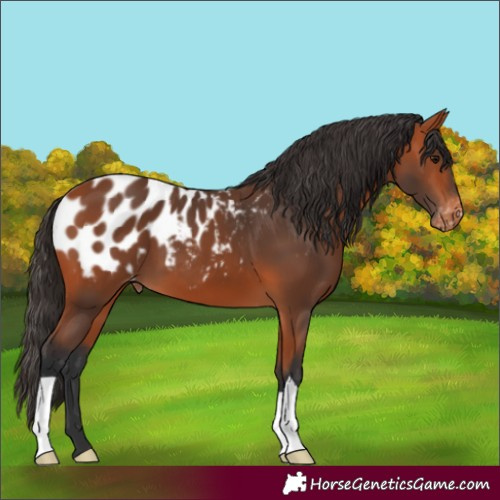 Horse Color:Bay Blanket
