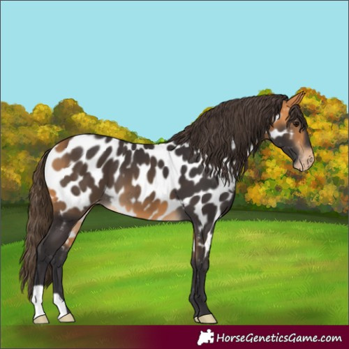 Horse Color:Buckskin Near Leopard 