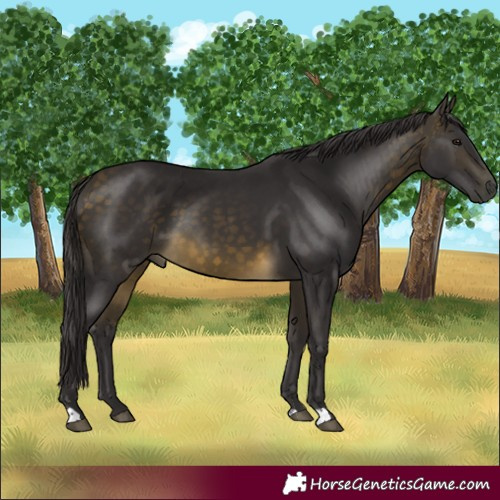 Horse Color:Buckskin 