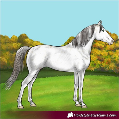 Horse Color:White Spotted Buckskin Dun Sabino