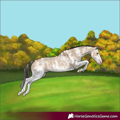 Horse Color:Bay Dun Sabino Splash 