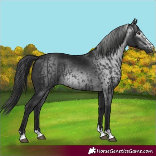 Horse Color:Black  and Gray Black 