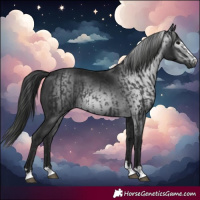 Horse Color:Black  and Gray Black 