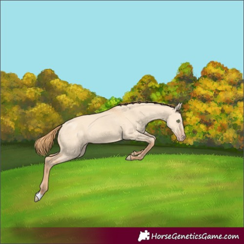 Horse Color:Gold Champagne Dun 