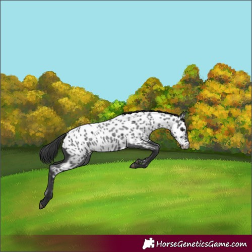 Horse Color:Blue Roan Appaloosa
