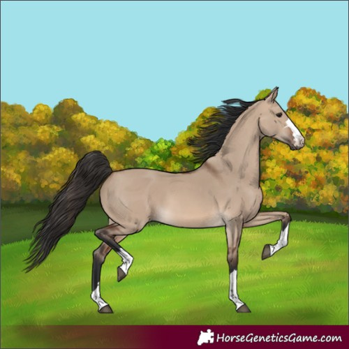 Horse Color:Unknown 