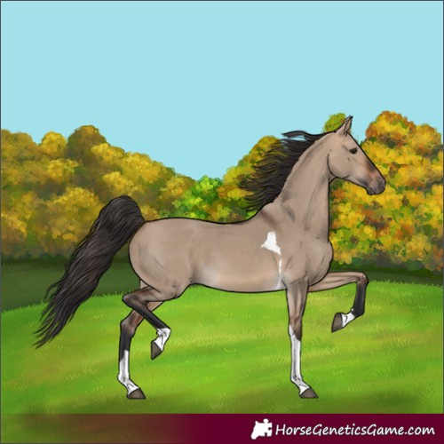 Horse Color:Unknown 
