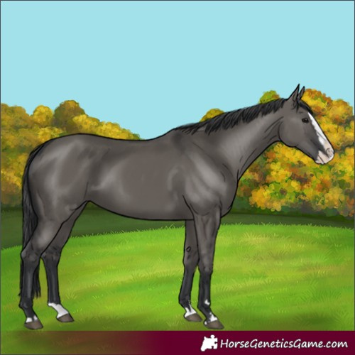 Horse Color:Grullo Splash 