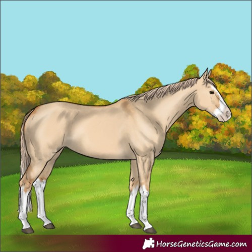 Horse Color:Red Dun Splash