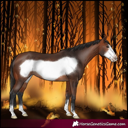 Horse Color:Bay Frame
