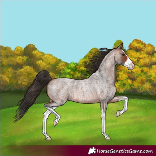 Horse Color:Bay Roan Splash
