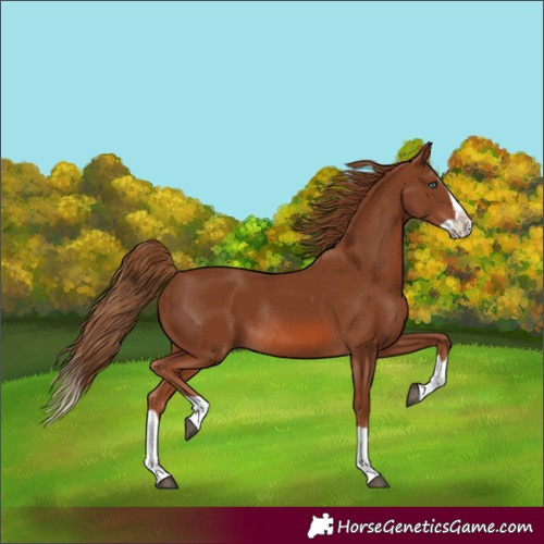 Horse Color:Chestnut Splash Rabicano