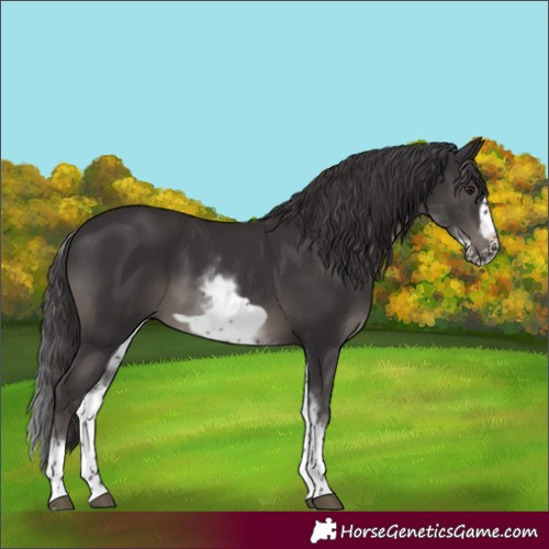 Horse Color:White Spotted Smoky Black Mushroom Frame