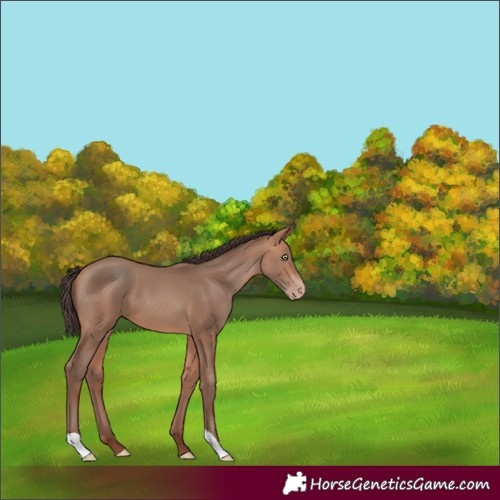 Horse Color:Amber Champagne 