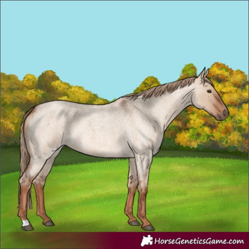 Horse Color:Red Dun Roan