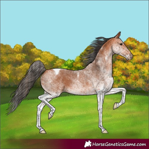 Horse Color:White Spotted Bay Tobiano 