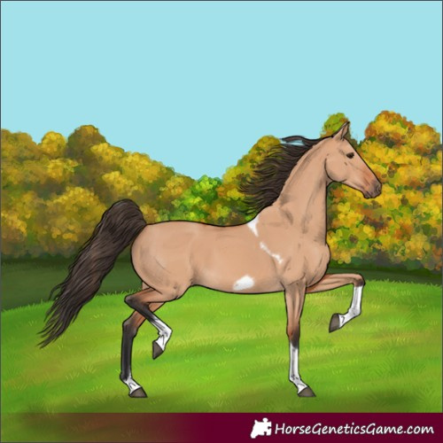 Horse Color:Bay Dun Tobiano Frame